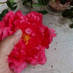 Pink pon blomster pynt S