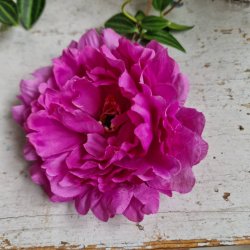 Lilla pon blomster pynt S