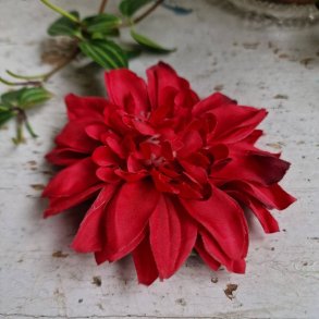 Rd krysantemum blomster clips M