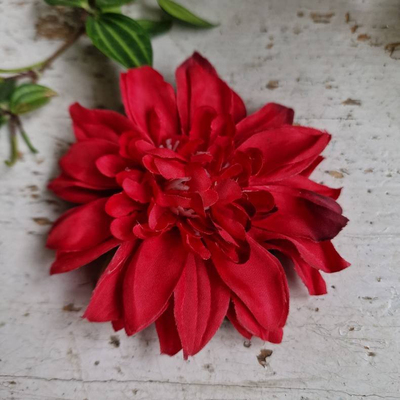 Rd krysantemum blomster clips M