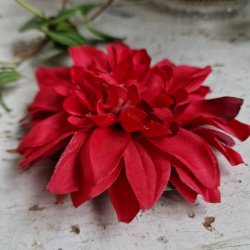 Rd krysantemum blomster clips M