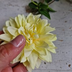 Gul krysantemum blomster clips M