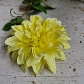 Mrk gul krysantemum blomster clips M