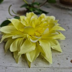 Mrk gul krysantemum blomster clips M