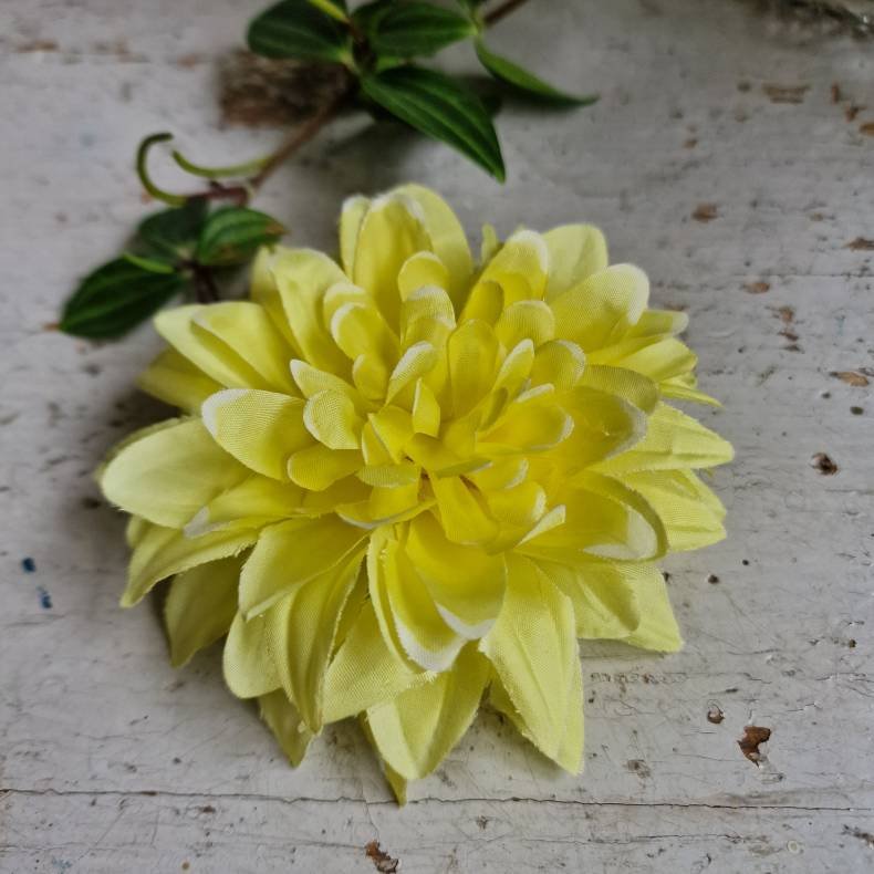 Mrk gul krysantemum blomster clips M