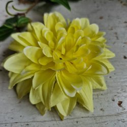 Mrk gul krysantemum blomster clips M