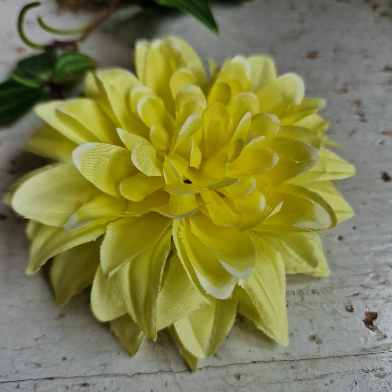 Mrk gul krysantemum blomster clips M