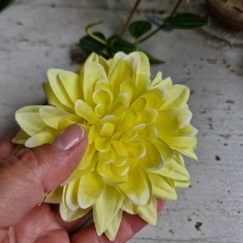 Mrk gul krysantemum blomster clips M