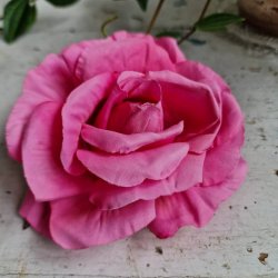 Pink rose blomster clips M