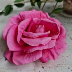 Pink rose blomster clips M