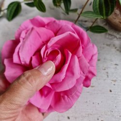 Pink rose blomster clips M