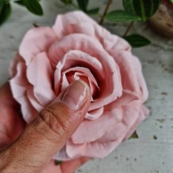Gammelrosa rose blomster clips M