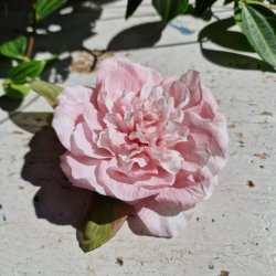 Lyserd pon blomster clips M