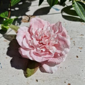 Lyserd pon blomster clips M