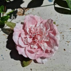 Lyserd pon blomster clips M