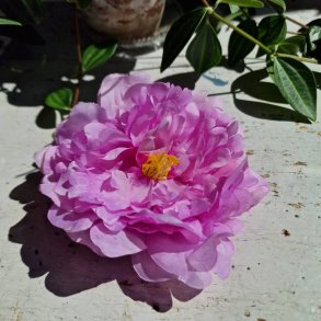 Lys lilla pon blomster pynt S