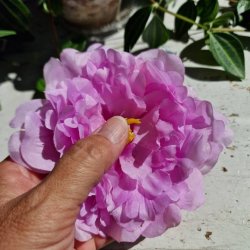 Lys lilla pon blomster pynt S