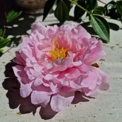 Lyserd pon blomster pynt S