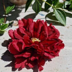Bordeaux peony blomster pynt S