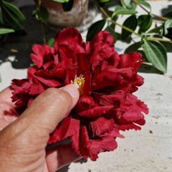 Bordeaux peony blomster pynt S