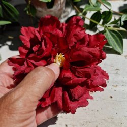 Bordeaux peony blomster pynt S