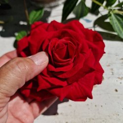 Rd rose blomster pynt S