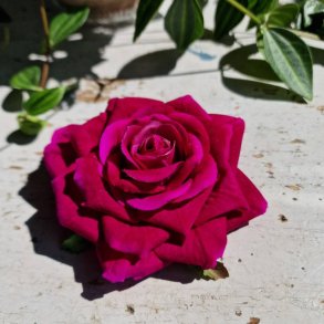 Pink rose, billede snyder