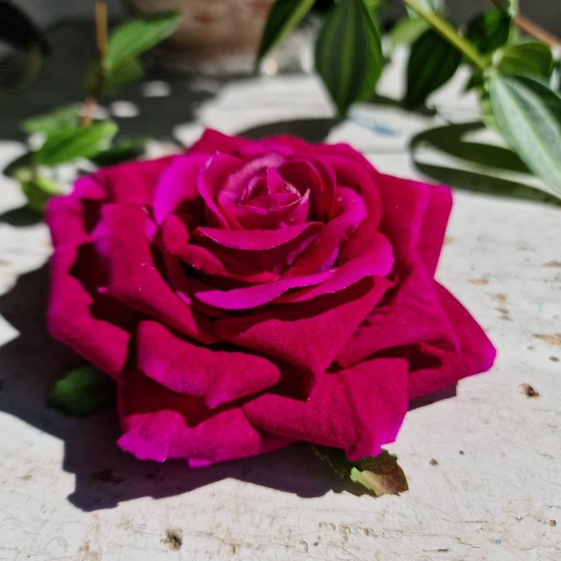 Pink rose, billede snyder