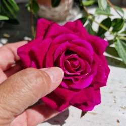 Pink rose, billede snyder