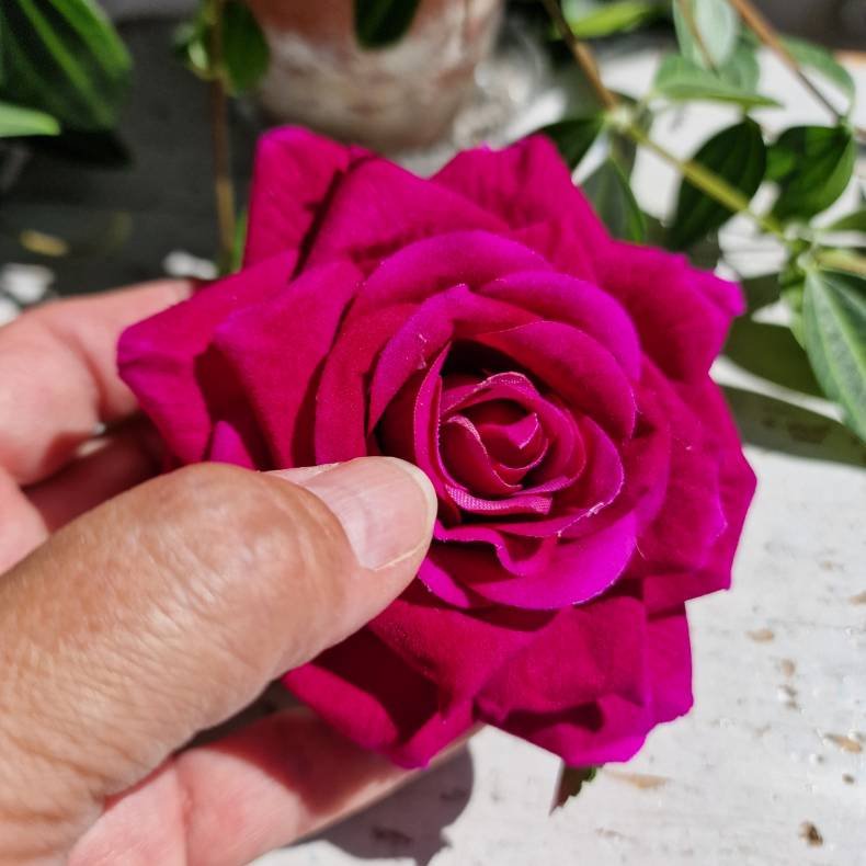 Pink rose, billede snyder