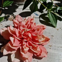 Rosa/fersken georgine blomster pynt S