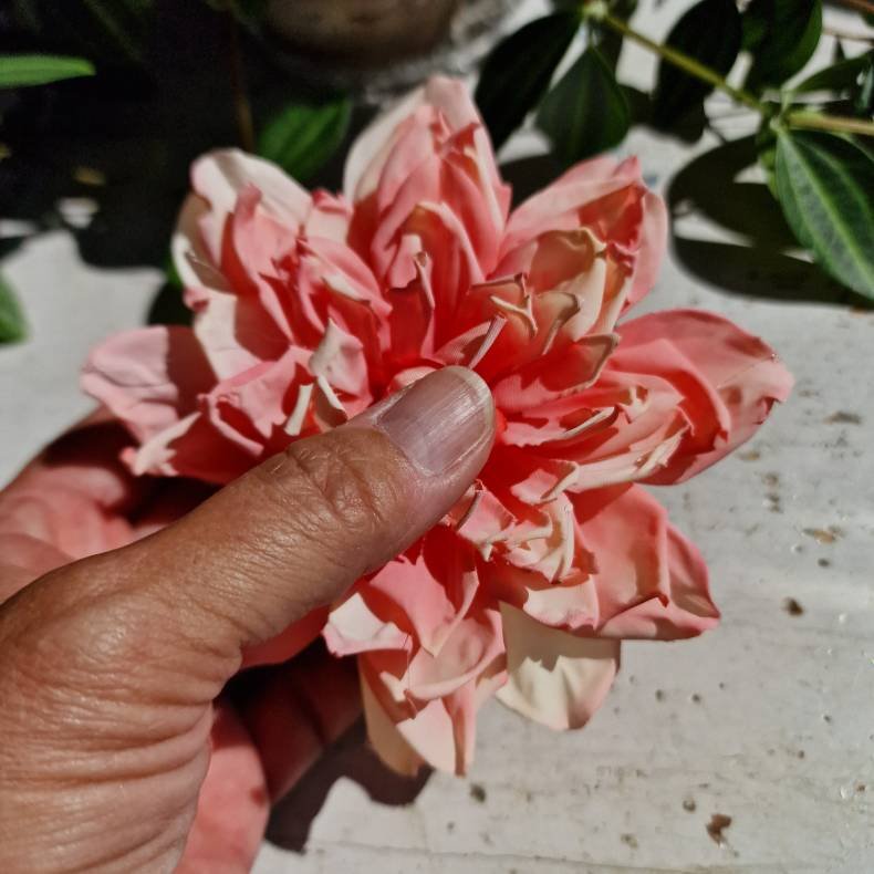 Rosa/fersken georgine blomster pynt S