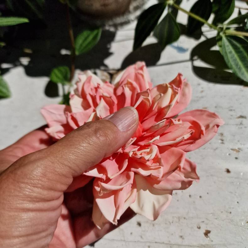 Rosa/fersken georgine blomster pynt S