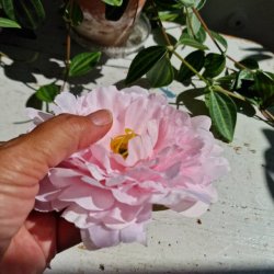 Rosa Sart fyldig pon blomster pynt S