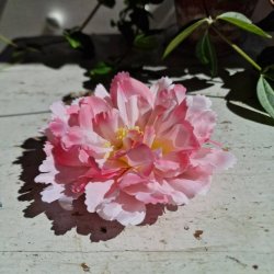 Lyserd peony blomster pynt S