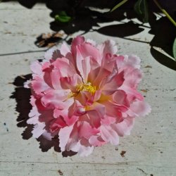 Lyserd peony blomster pynt S