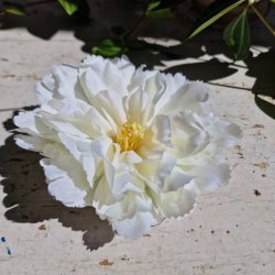Hvid peony blomster pynt S