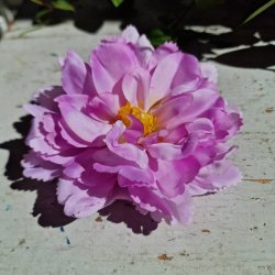 Lys lilla peony blomster pynt S