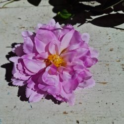 Lys lilla peony blomster pynt S