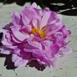 Lys lilla peony blomster pynt S