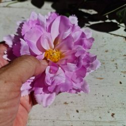 Lys lilla peony blomster pynt S