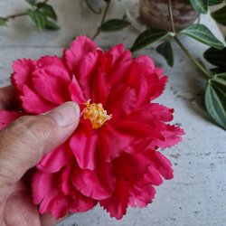 Pink peony blomster pynt S 