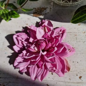 Lilla georgine blomster pynt S