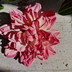 Pink/rosa georgine blomster pynt S