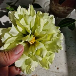 Grn peony blomster pynt S